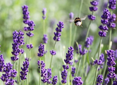 Lavender: growing from seeds at home