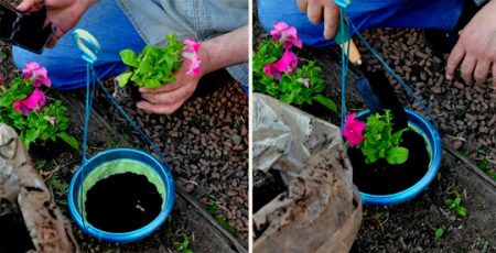 Petunia seed cultivation when to plant