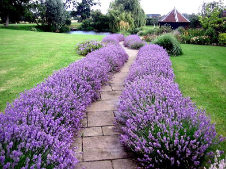 Lavender: growing from seeds at home