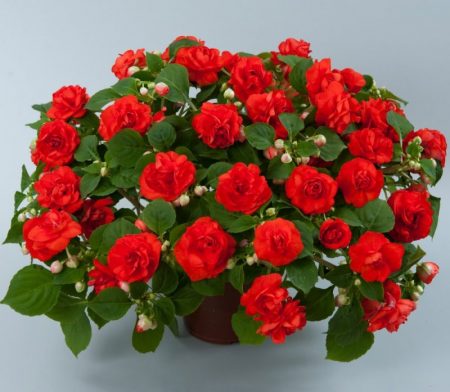 Garden Balsam: seed cultivation