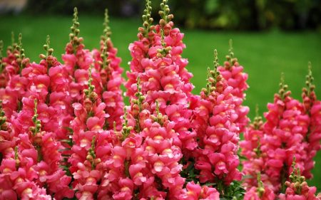 Snapdragon: uzgoj iz sjemena kod kuće