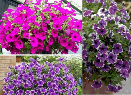 Petunia seed cultivation
