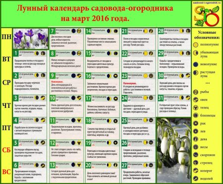 The timing of planting seedlings at home: the lunar calendar