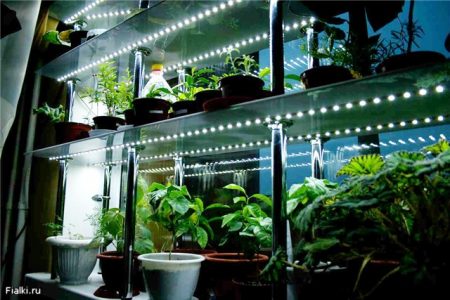 Lighting for seedlings at home