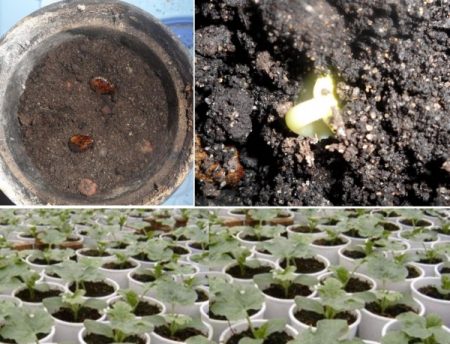 When to plant watermelons