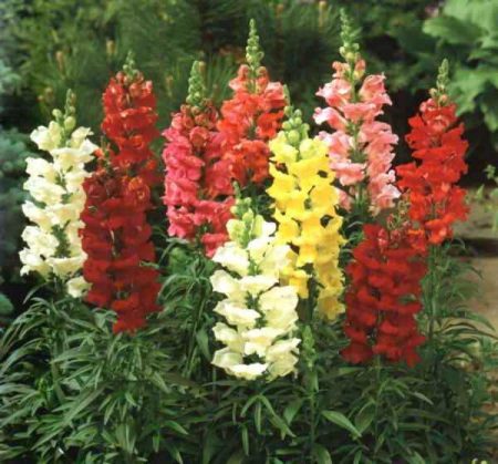 Snapdragon: uzgoj iz sjemena kod kuće