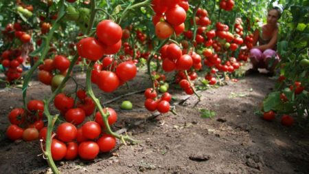 Tomatoes for the South of Russia