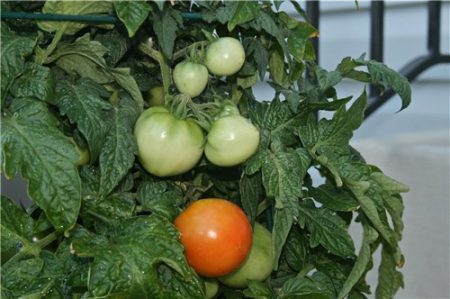 Tomato seedlings growing when sown