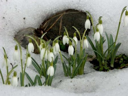 What will be the spring of 2016: early or late