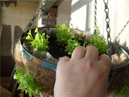 Lobelia ampelous: landing and leaving