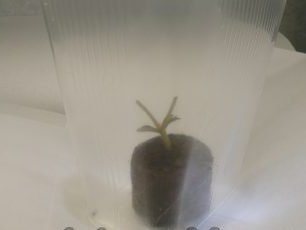 We cut the flowers and stick the peduncle in a pre-prepared peat tablet and put it in a greenhouse