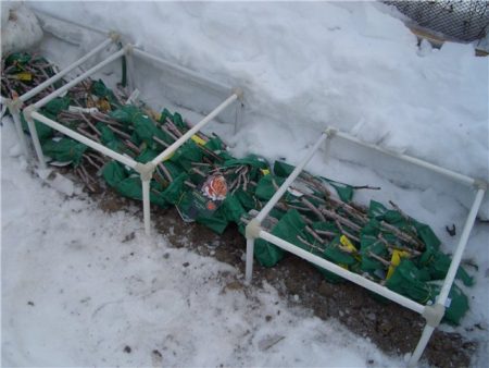 How to keep rose seedlings before planting, bought in early spring