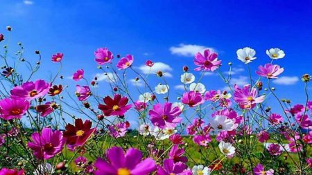 What will be the spring of 2016: early or late