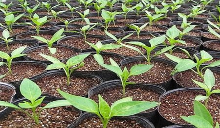 Preparation of pepper seeds for sowing seedlings