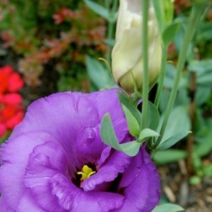 Eustoma: raste iz sjemena kod kuće, fotografija
