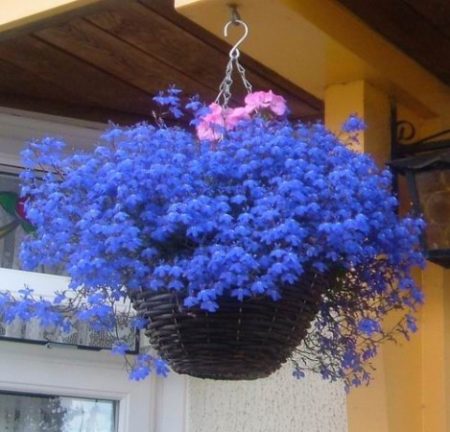 Amp Lobelia: planting and care, photo