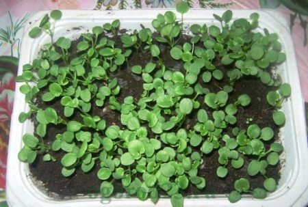 When to plant flowers