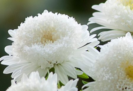 When to plant asters for seedlings