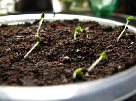 Lavender: growing from seeds at home