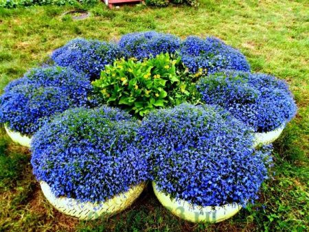 Amp Lobelia: planting and care, photo