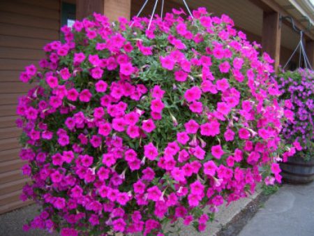 Amp Lobelia: planting and care, photo