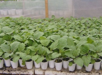 When to plant asters for seedlings in 2017