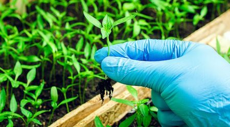 Favorable days in March for planting tomatoes and peppers for 2017