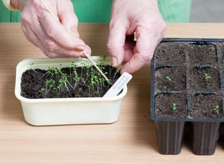 Petunia: growing from seeds at home