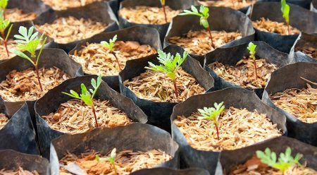 When to plant marigolds on seedlings in 2017