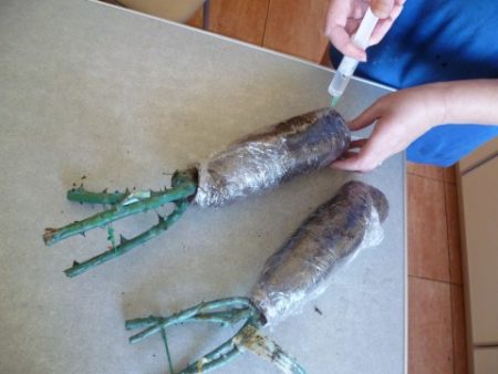 How to save rose seedlings