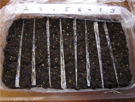 Petunia seed cultivation when to plant