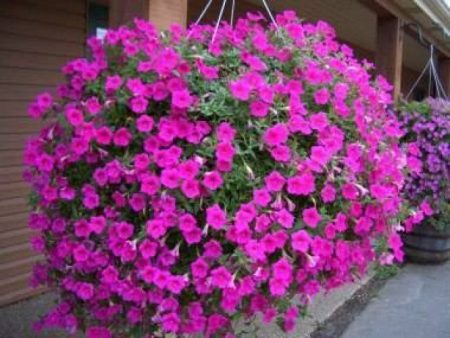 Lobelia: growing from seeds at home