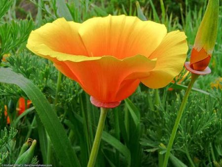escholzia photo