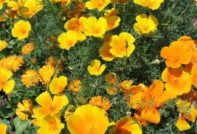 escholzia seed cultivation