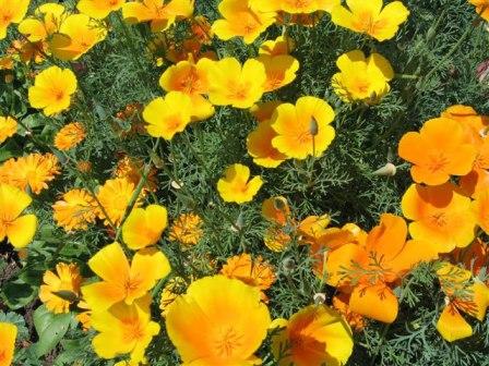 escholzia seed cultivation