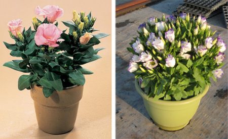 Eustoma: raste iz sjemena kod kuće, fotografija