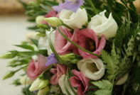 eustoma seed cultivation