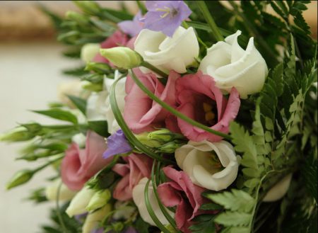 uzgoj sjemena eustoma