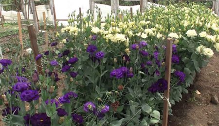 njegu eustoma