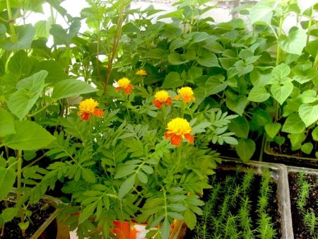 When to plant flowers for seedlings according to the lunar calendar