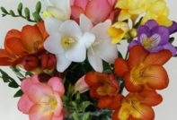 freesia - planting and care, photo
