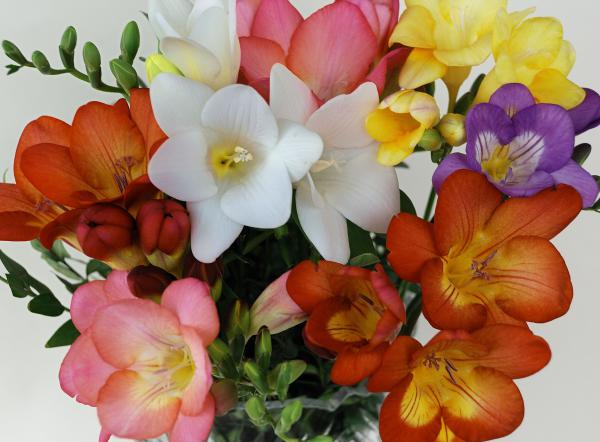 freesia - planting and care, photo