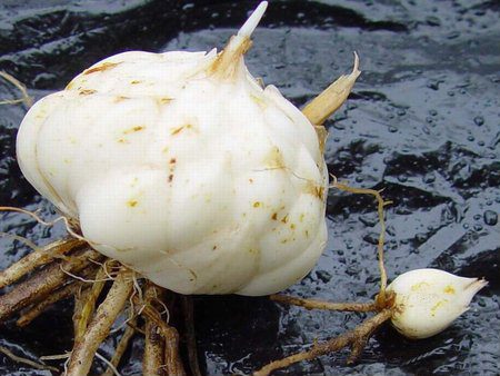 freesia bulb