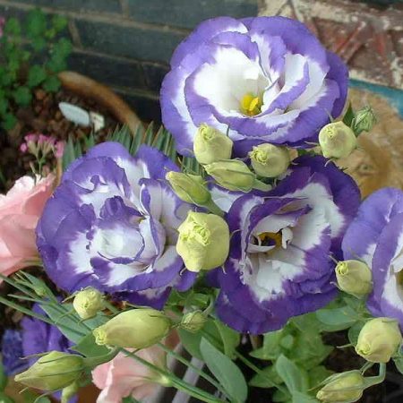 Eustoma: raste iz sjemena kod kuće, fotografija
