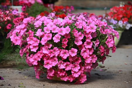 Petunia: growing from seeds at home