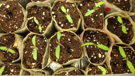 Tomato seedlings growing when sown