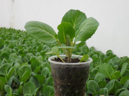 When to plant cabbage for seedlings in 2016