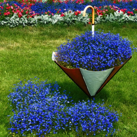 When to plant lobelia for seedlings in 2017 according to the lunar calendar