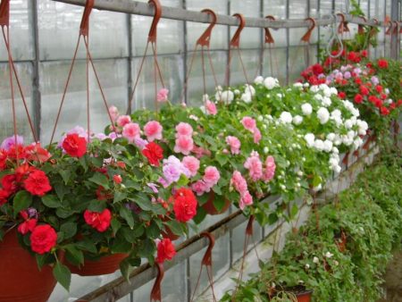 Garden Balsam: seed cultivation