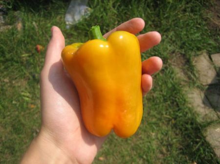 Pepper California Miracle, reviews